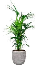 Kentia Howea in Nature Rib Egg Planter wit | Palm