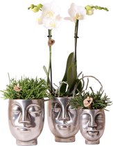 Plantenset Face zilver | Orchidee en Rhipsalis