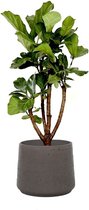 Ficus Lyrata vertakt in Rugged Patt chocolate | Vioolbladplant / Tabaksplant