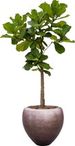 Ficus Lyrata op stam in Metallic Couple coffee | Vioolbladplant / Tabaksplant
