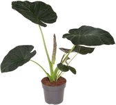 Bol.com Alocasia Regal Shields | Olifantsoor aanbieding