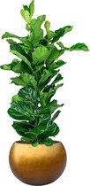 Ficus Lyrata in Metallic Globe honey | Vioolbladplant / Tabaksplant