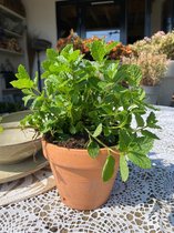 Hagen en struiken van Botanicly – Mentha Spicata – Hoogte: 15 cm