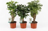 Kamerplanten van Botanicly – 3 × Polyscias – Hoogte: 35 cm – Polyscias