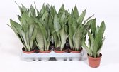 Kamerplanten van Botanicly – 4 × Vrouwentongen – Hoogte: 25 cm – Sansevieria trif. Moonshine