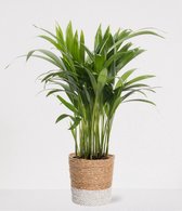 Areca in siermand Amber Wit – luchtzuiverende kamerplant – eenvoudig te onderhouden Goudpalm - ↕35-50cm - Ø13 – geleverd met plantenpot – vers uit de kwekerij