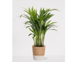 Areca in siermand Amber Wit – luchtzuiverende kamerplant – eenvoudig te onderhouden Goudpalm - ↕35-50cm - Ø13 – geleverd met plantenpot – vers uit de kwekerij
