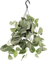 Scindapsus 'Silvery Ann' (hangplant) ↨ 25cm - planten - binnenplanten - buitenplanten - tuinplanten - potplanten - hangplanten - plantenbak - bomen - plantenspuit