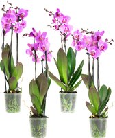 Phal Roze 3T18+ (4 stuks) ↨ 60cm - 4 stuks - hoge kwaliteit planten