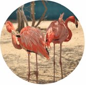 Muur sticker flamingo - wildlife - decoratie - lifestyle - lente - zomer - muurcirkel
