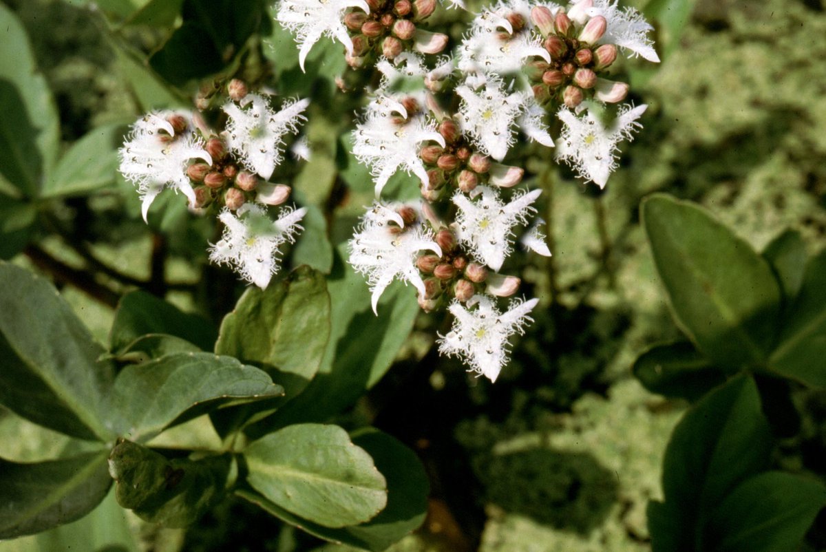 Waterdrieblad (Menyanthus trifoliata) - Vijverplant - 3 losse planten - Om zelf op te potten - Vijverplanten Webshop