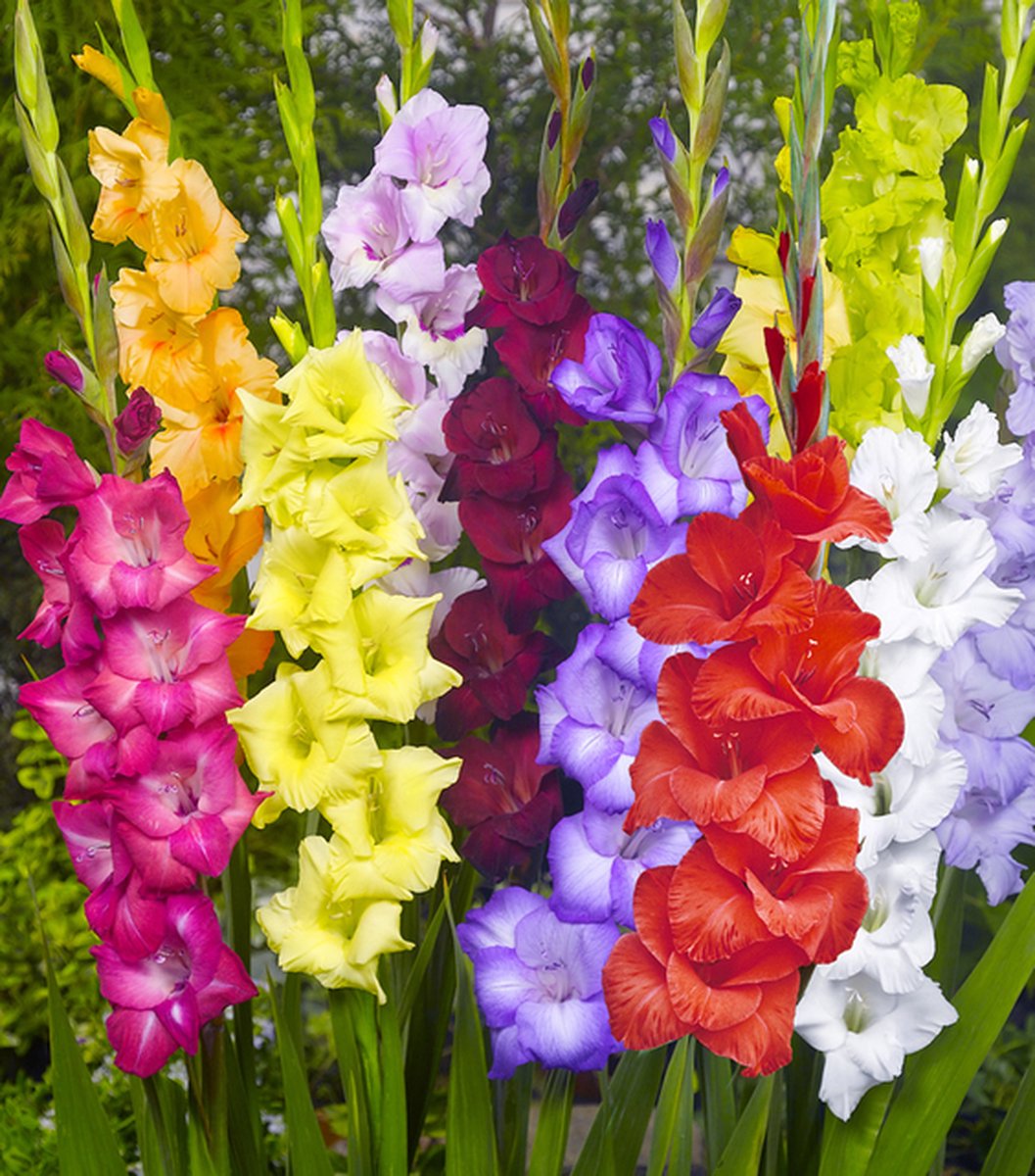 Gladiolen Bollen Voor De Tuin 🌷 Gladiolus Online Te Koop Bij