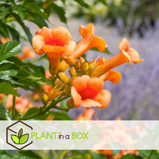 Plant in a Box - Bignone x tagliabuanca "Indian Summer" - Pot ⌀15cm -  Hauteur ↕... | bol.com