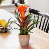 Breasy Bromelia Guzmania Fiero Oranje | tropisch bloeiende kamerplant| 2 stuks | Ø12cm |  35-50 cm