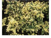 6 x Thymus praecox 'Doone Valley' - Tijm , Looptijm, Bontbladige kruiptijm in pot 9 x 9 cm