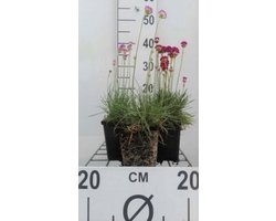 6 x Armeria maritima 'Splendens Perfecta' - Engels gras, Strandkruid in pot 9 x 9 cm
