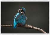 IJsvogel Poetst zijn Vleugel op Tak - Foto op Dibond - Aluminium Schilderij - Foto in Natuur - 100x70 cm