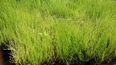 Pilvaren (Pilularia globulifera) - Vijverplant - 3 losse planten - Om zelf op te potten - Vijverplanten Webshop
