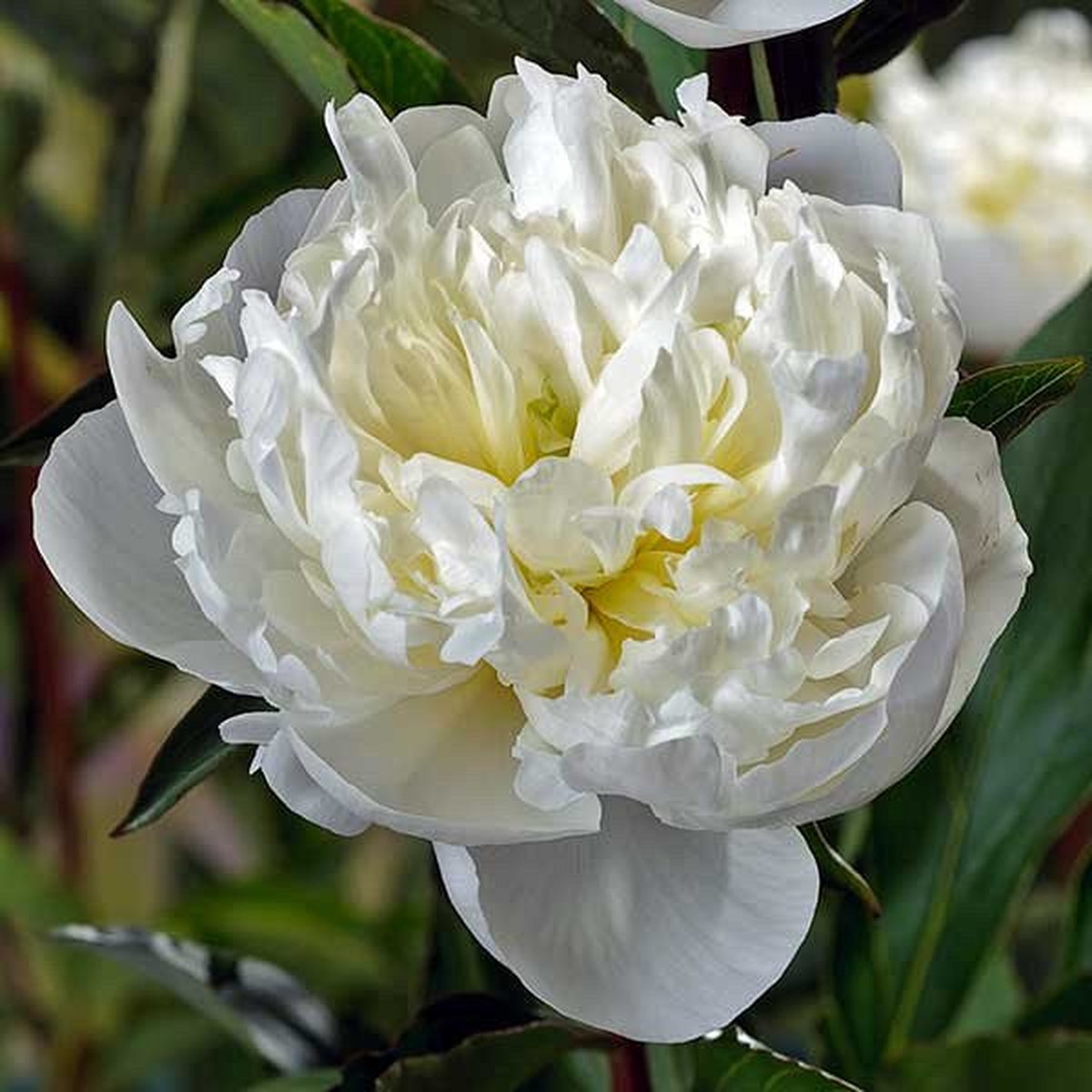 Paeonia Duchesse de Nemours 2 stuks 3/5 - Pioenroos