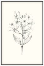 Zeepkruid zwart-wit Schets (Soapwort) - Foto op Akoestisch paneel - 80 x 120 cm