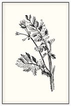 Gevlekte Scheerling zwart-wit (Hemlock Stocks Bill) - Foto op Akoestisch paneel - 100 x 150 cm