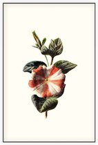 Petunia (Striped Petunia White) - Foto op Akoestisch paneel - 100 x 150 cm