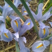 Bloembol Iris reticulata 'Blue Planet' (Iris) - 60 bollen - maat 6+ - cadeau