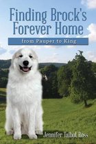 Finding Brock's Forever Home: from Pauper to King