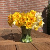Bloembol Narcis mix nieuwe soorten - 25 bollen - maat 14+ - cadeau