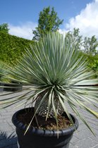 Yucca Rostrata - Palmlelie