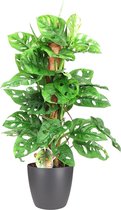 Kamerplant van Botanicly – Monstera Monkey Mask incl. sierpot antraciet als set – Hoogte: 65 cm – Monstera Obliqua Monkey