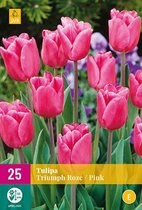 Tulipa Triumph Roze
