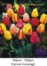 tulp Darwin Gemengd 25 bollen maat 12/+ tulpen - bloembollen- tulpenbollen