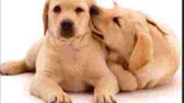 2 Bruine Labradors Muismat