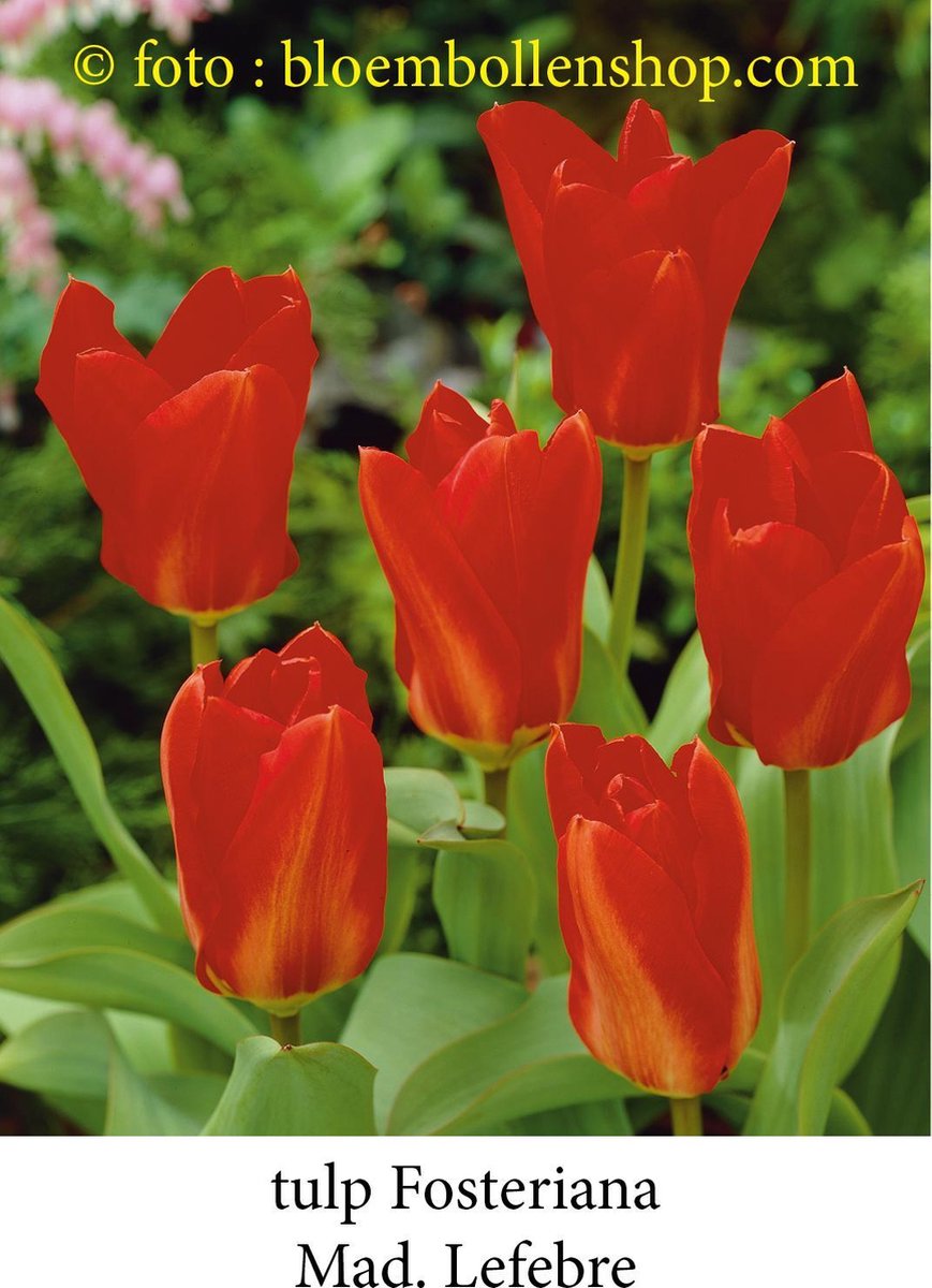 tulp Madame Lefeber 25 bollen maat 12/+ tulpen - bloembollen- tulpenbollen