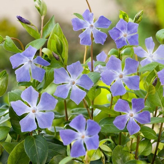 Bol Com Borderpakket Schaduw Onder De Boom 3 M 24 Vaste Planten