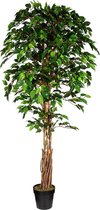 Kunstplant Ficus H180 cm - HTT Decorations