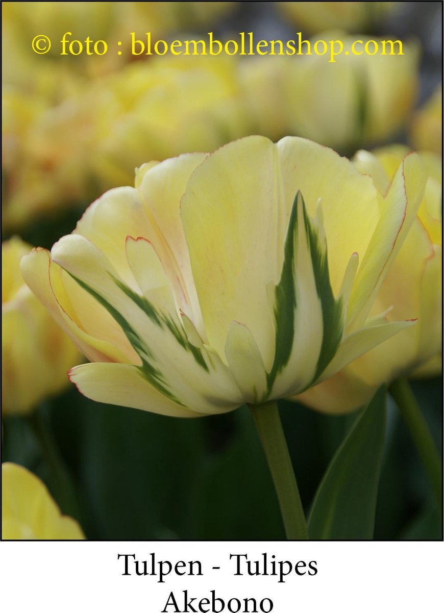 tulp Akebono 25 bollen maat 12/+ tulpen bloembollen