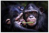 Chimpansee schattig koppel - Foto op Akoestisch paneel - 90 x 60 cm