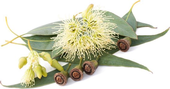 Beauty & Care - Eucalyptus etherische olie - 5 ml. new