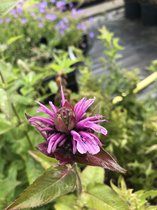 6 x Monarda 'Beauty of Cobham' - Bergamotplant - P9 Pot (9 x 9cm) - Dima Vaste Planten