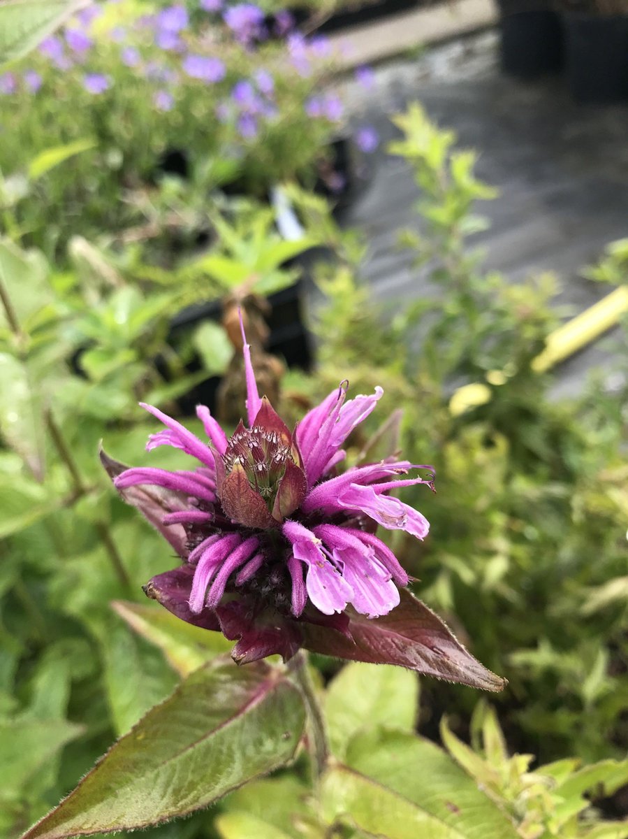6 x Monarda 'Beauty of Cobham' - Bergamotplant - P9 Pot (9 x 9cm) - Dima Vaste Planten