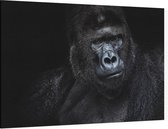 Silverback gorilla op zwarte achtergrond - Foto op Canvas - 90 x 60 cm