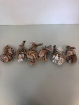 natuurlijke schelpen diverse kleuren (found at sea) - set van 6 stuks