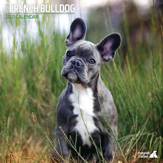 bol.com | Franse Bulldog Kalender 2021