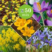 50x Bollenmix 'Bees & Butterflies - Crocus + Iris + Eranthis + Narcissus - Gemengde kleuren - Vroegbloeiers - 50 bloembollen