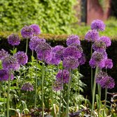 15x Allium 'Purple Sensation' - Sierui Mix - Paars - Winterhard - 15 bloembollen Ø 12-14 cm
