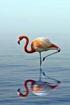 Flamingo Reflection Journal: 150 Page Lined Notebook/Diary