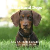Dachshund Dogs 8.5 X 8.5 Calendar September 2019 -December 2020