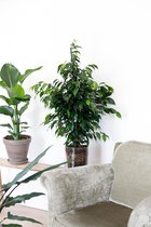 Ficus Benjamina in mand - kamerplant in speciale cadeauverpakking - vers van de kweker - pot ⌀21cm - hoogte ↕ 90cm